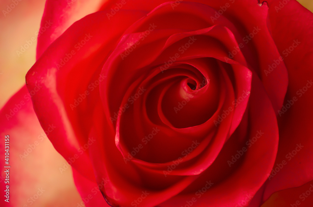 Rose background. Macro flower beautiful rose for a background image. Concept photograph for Valentines Day, Memorials and Weddings. Rose background. Macro flower beautiful rose for a background image. Concept photograph for Valentines Day, Memorials and Weddings.