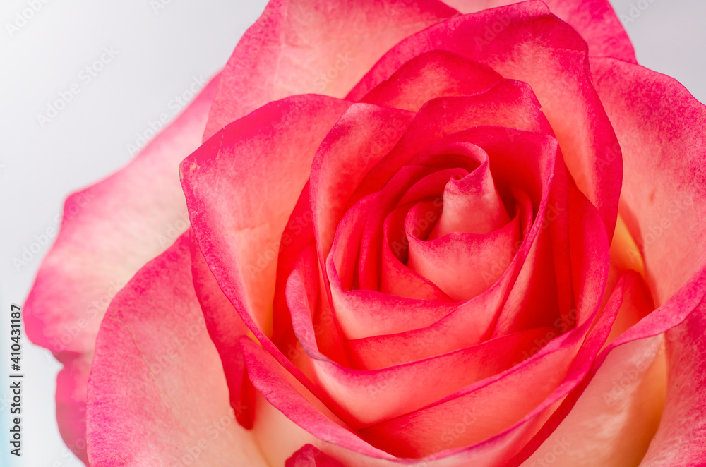 Pink rose background. Macro flower beautiful rose for a background image. Concept photograph for Valentines Day, Memorials and Weddings. Pink rose background. Macro flower beautiful rose for a background image. Concept photograph for Valentines Day, Memorials and Weddings.