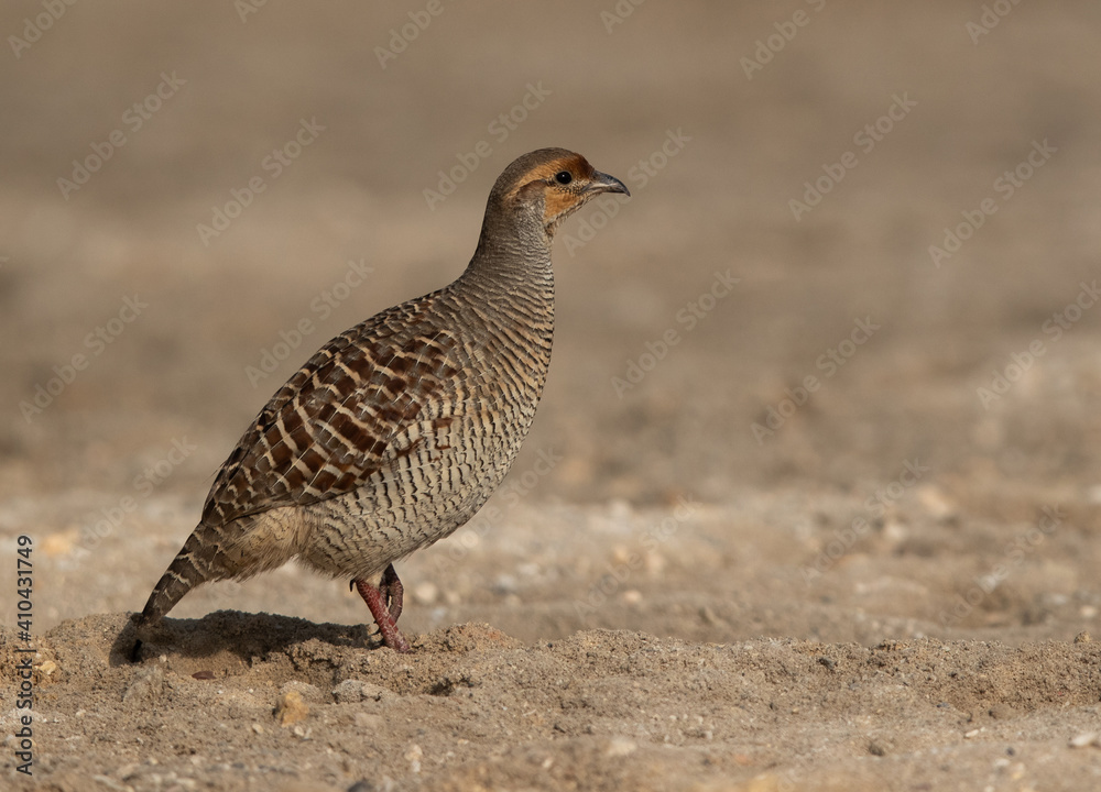 Closeup of a Grey francolin at adhari, Bahrain Closeup of a Grey francolin at adhari, Bahrain