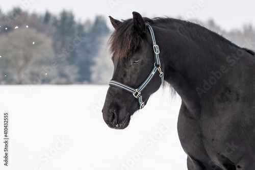 horse in winter