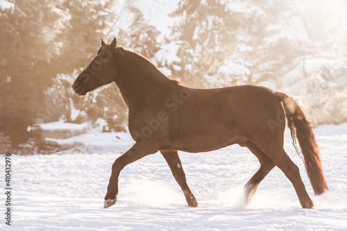 horse in snow