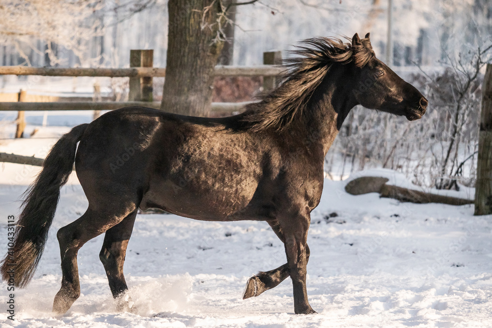horse in winter horse in winter