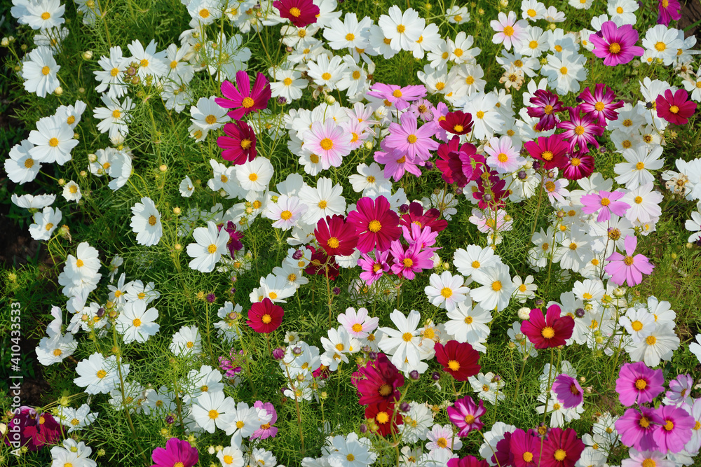 Naklejka premium Close up group of colroful cosmos flower in field with leaves background