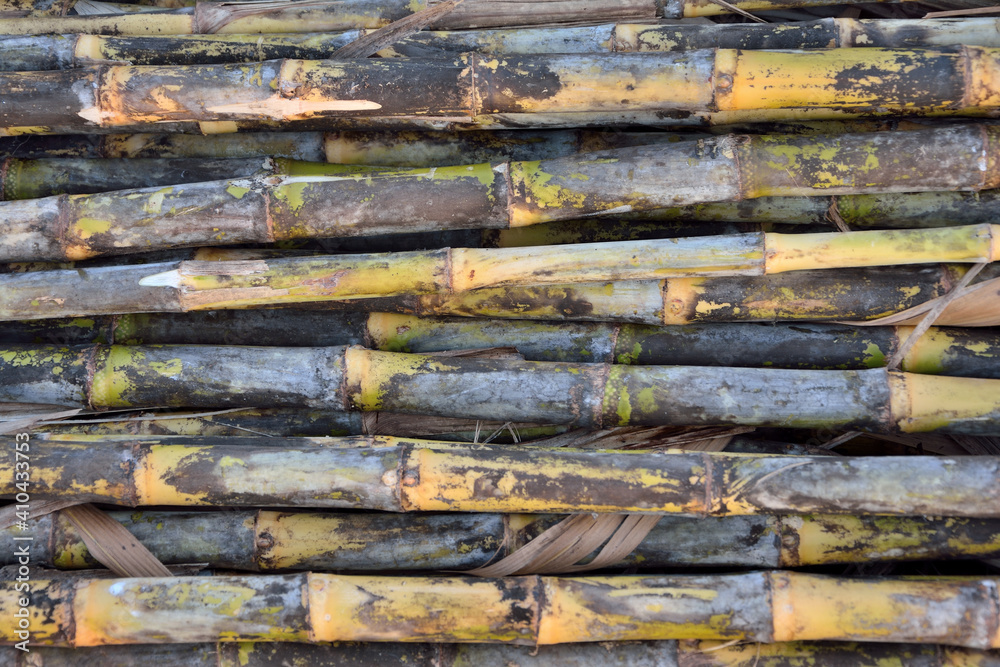 Close up group of sugarcane that has been cut for delivery to the processing plant Close up group of sugarcane that has been cut for delivery to the processing plant