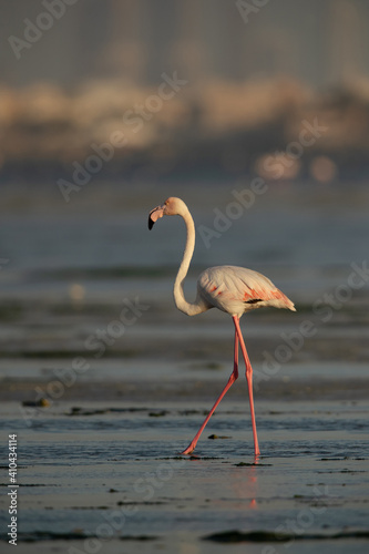 Portrait of Greater Flamingos at Eker creek in the morning, Bahrain