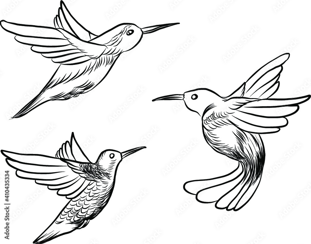 Obraz premium sketch, doodle, hand drawn illustration of hummingbird