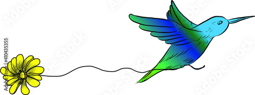 sketch, doodle, hand drawn illustration of hummingbird