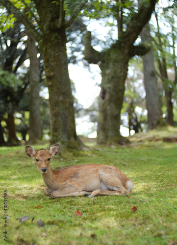 Friendly deer in Nara Park, Japan. © dwiputrirats