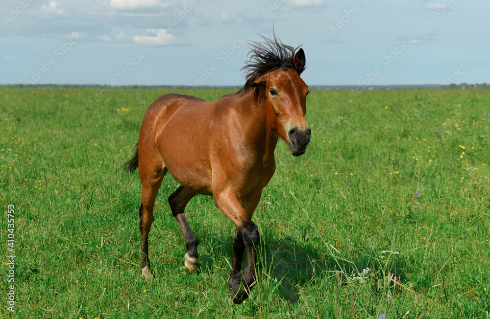 Young bay trotter is running through the grass on a hot sunny day. Young bay trotter is running through the grass on a hot sunny day.