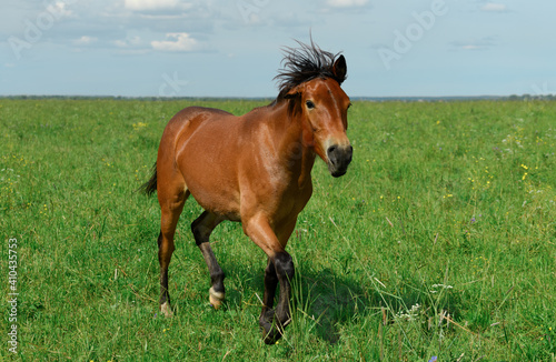 Young bay trotter is running through the grass on a hot sunny day.