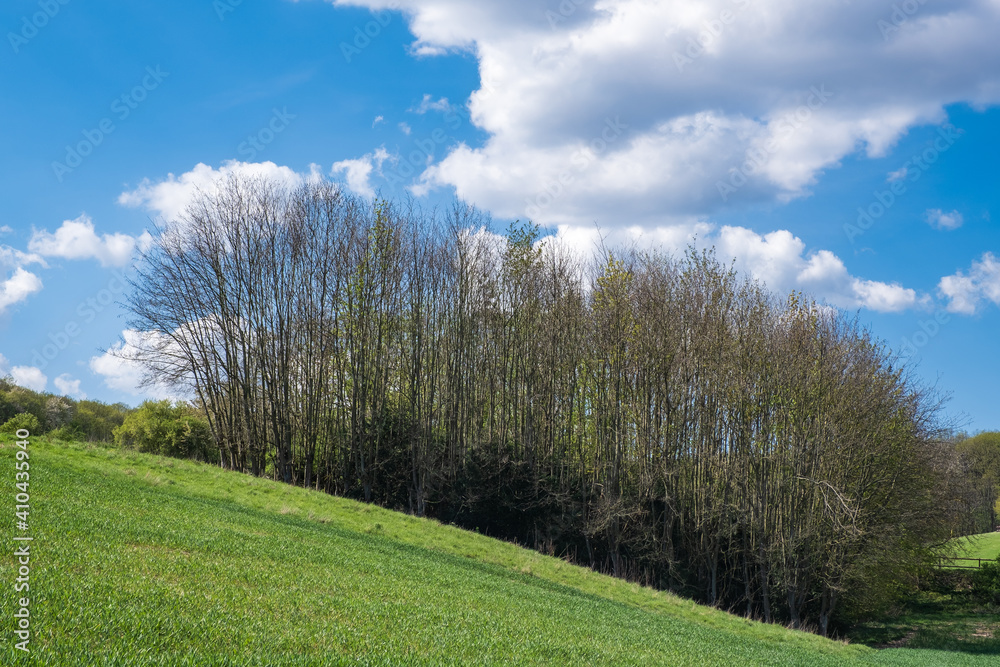 View over a green meadow to a small wood under blue sky and white clouds in spring near Wiesbaden / Germany View over a green meadow to a small wood under blue sky and white clouds in spring near Wiesbaden / Germany