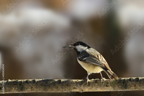 A small Coal tit sits on a branch and holds a seed in its beak...