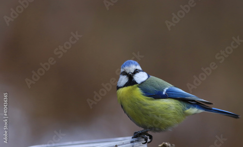 Portrait of a blue tit sitting sideways to the lens on a blurry brown background