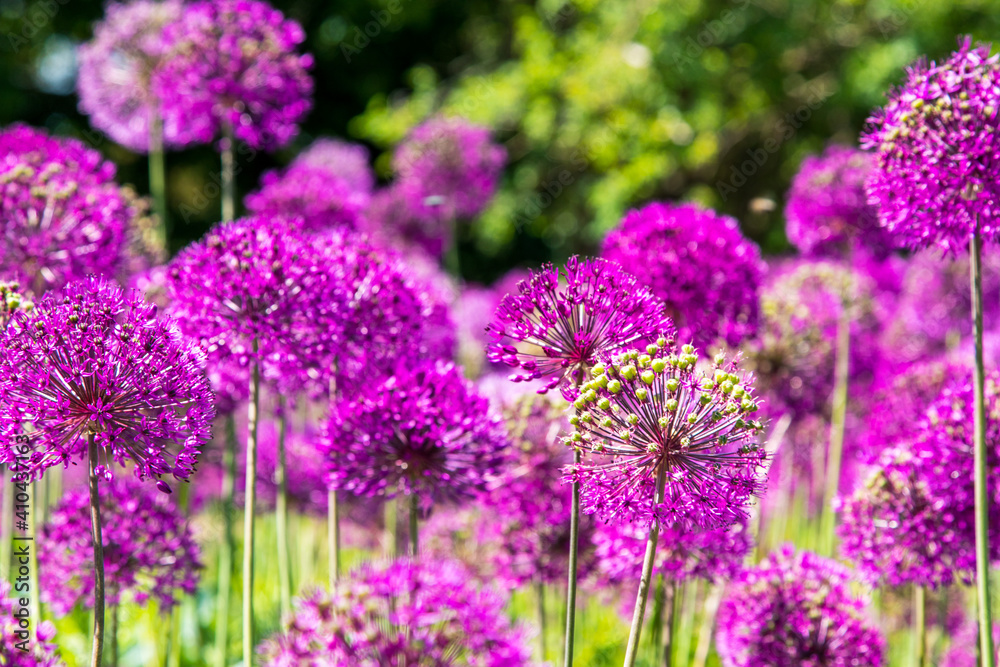 Ein Beet voller pinkfarbener Allium Ein Beet voller pinkfarbener Allium
