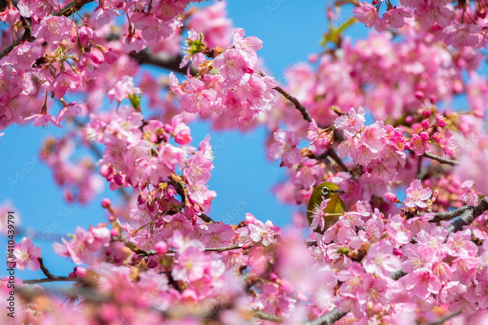 Japanese White-eye With Cherry Blossoms(Japanese Name Is Kawazu-zakura) At Shibuya, Tokyo, Japan Japanese White-eye With Cherry Blossoms(Japanese Name Is Kawazu-zakura) At Shibuya, Tokyo, Japan
