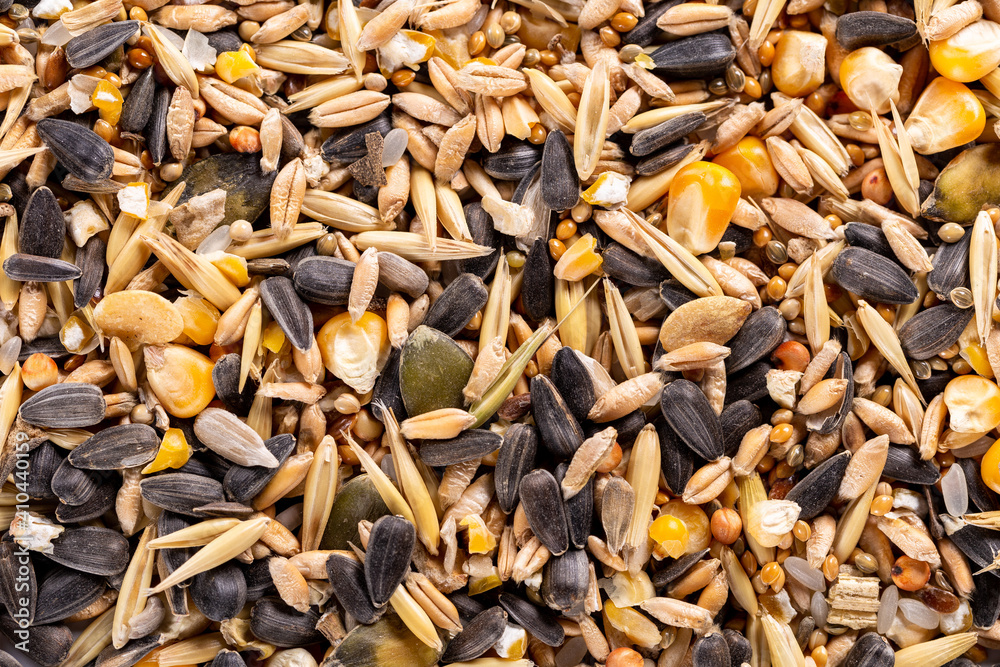 Background of raw assorted seed and nuts for feeding wild birds.
