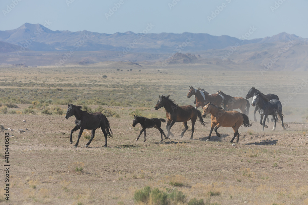 Herd of Wild Horses Runnng Across the Utah Desert