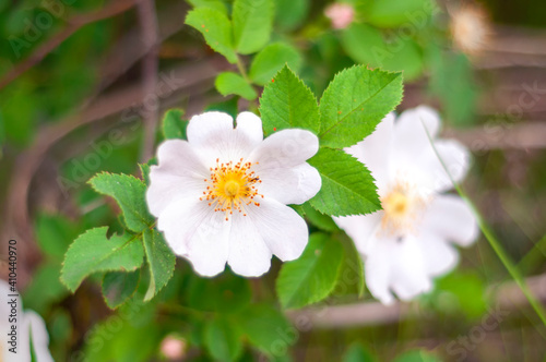 rose