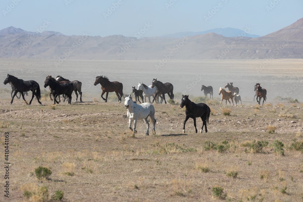 Herd of Wild Horses Runnng Across the Utah Desert Herd of Wild Horses Runnng Across the Utah Desert