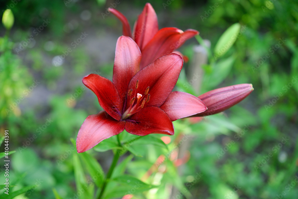 Blooming lily on a green background Blooming lily on a green background