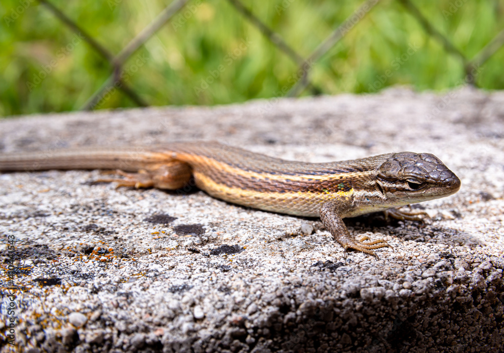 Long-tailed lizard from above Long-tailed lizard from above