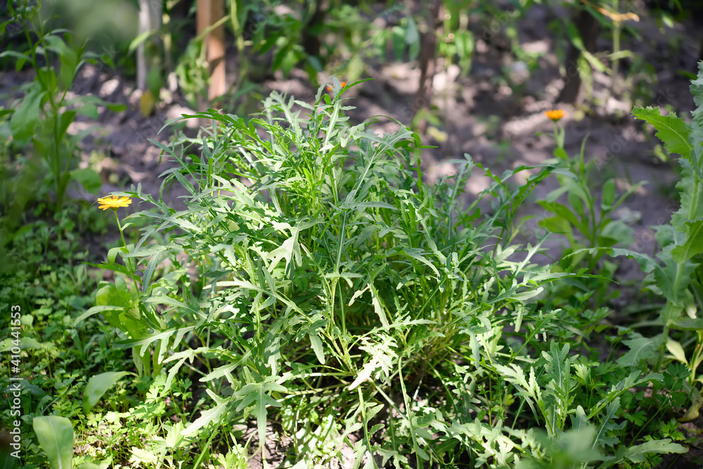 arugula arugula