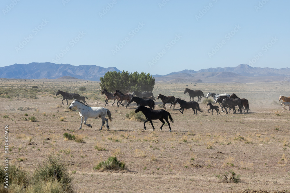 Fototapeta premium Herd of Wild Horses Runnng Across the Utah Desert