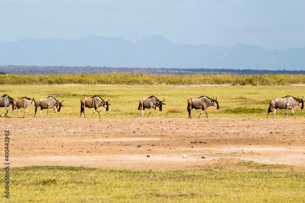 Wildebeest in single file in the grasslands Wildebeest in single file in the grasslands