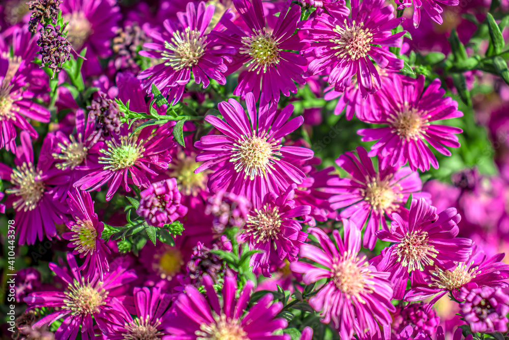 Autumn chrysanthemum flowers close-up in the park. Autumn chrysanthemum flowers close-up in the park.