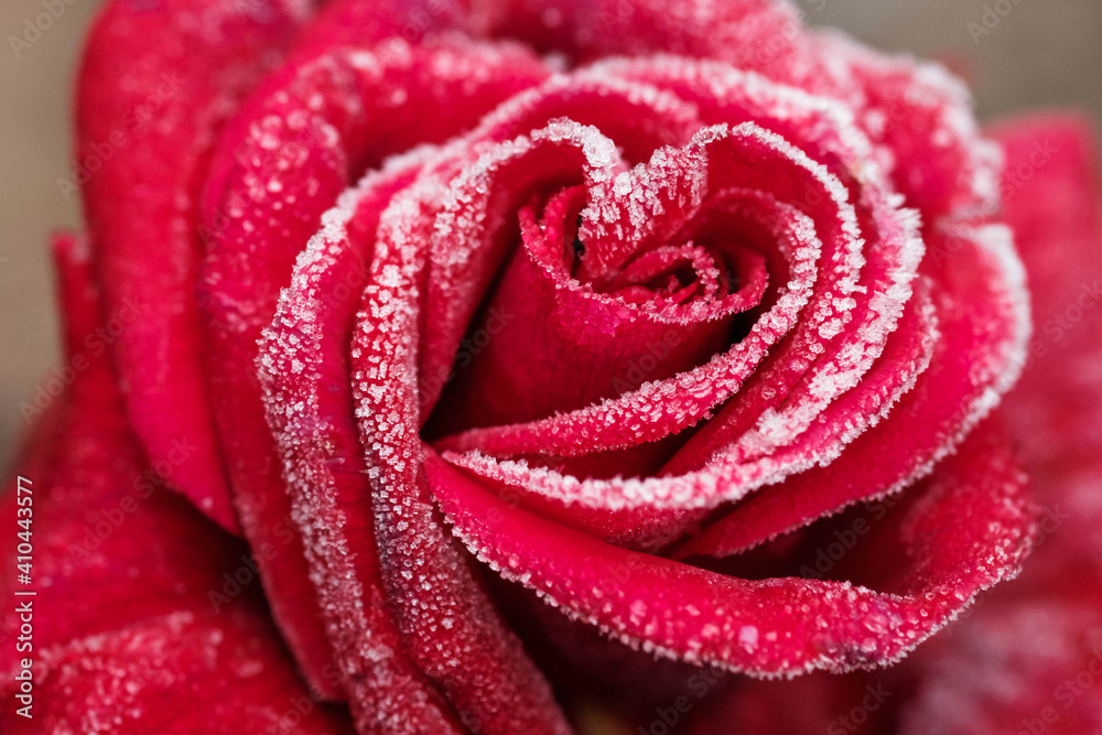 Gefrorene Rose - Winter Gefrorene Rose - Winter