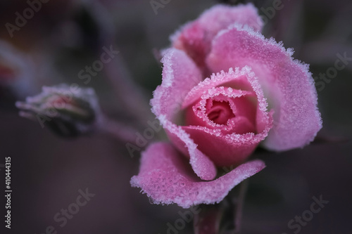 Gefrorene Rose - Winter 
