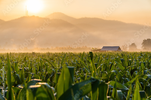 Corn fields during morning sunrise with foggy at mountains layers are background at Mae Sariang district Mae Hong Son province Thailand. photo