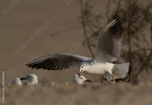 Slender-billed gull picking up leftover food at Busaiteen coast of Bahrain
