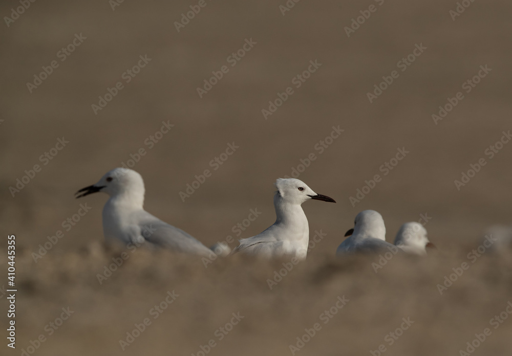 Slender-billed gulls at Busaiteen coast of Bahrain Slender-billed gulls at Busaiteen coast of Bahrain