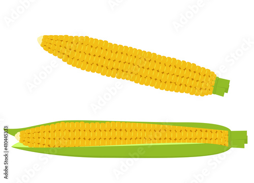 Corn on the cob. The isolated image on a white background. Corn. Clipart