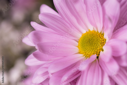 Close up of purple daisy flower