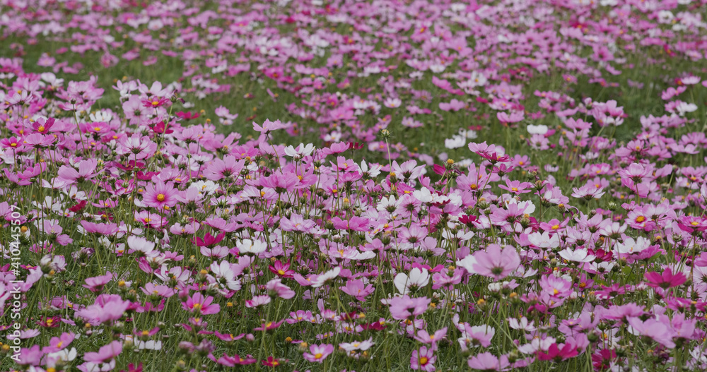 Cosmos flower garden farm meadow