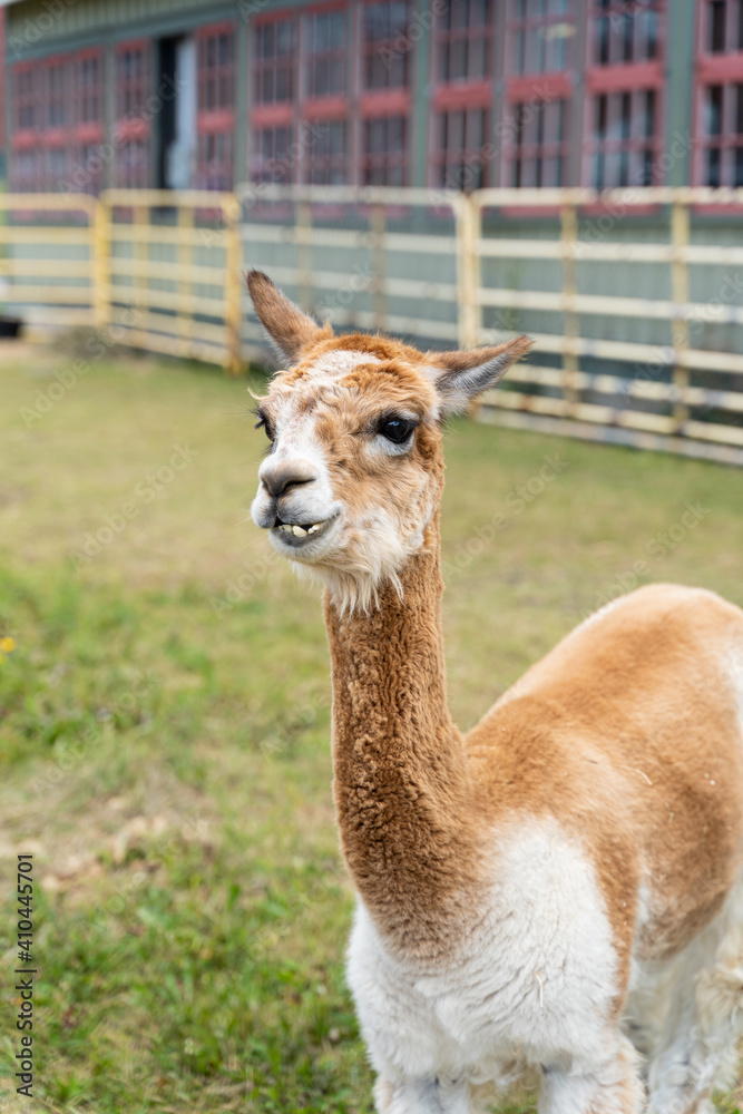 Photo of funny Alpaca at the Canadian Food and Agriculture museum, with yellow fence behind. Photo of funny Alpaca at the Canadian Food and Agriculture museum, with yellow fence behind.