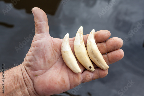 Close up of hunter man hand holding jaguar teeth that he killed. Illegal trafficking of Panthera onca fangs in the Amazon supplies the black market in Amazonas, Brazil. Concept of nature, environment. photo