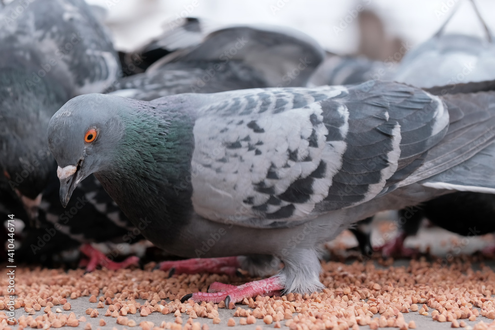 Obraz premium Wild city pigeons