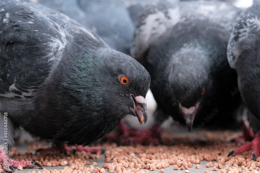 Fototapeta premium Wild city pigeons