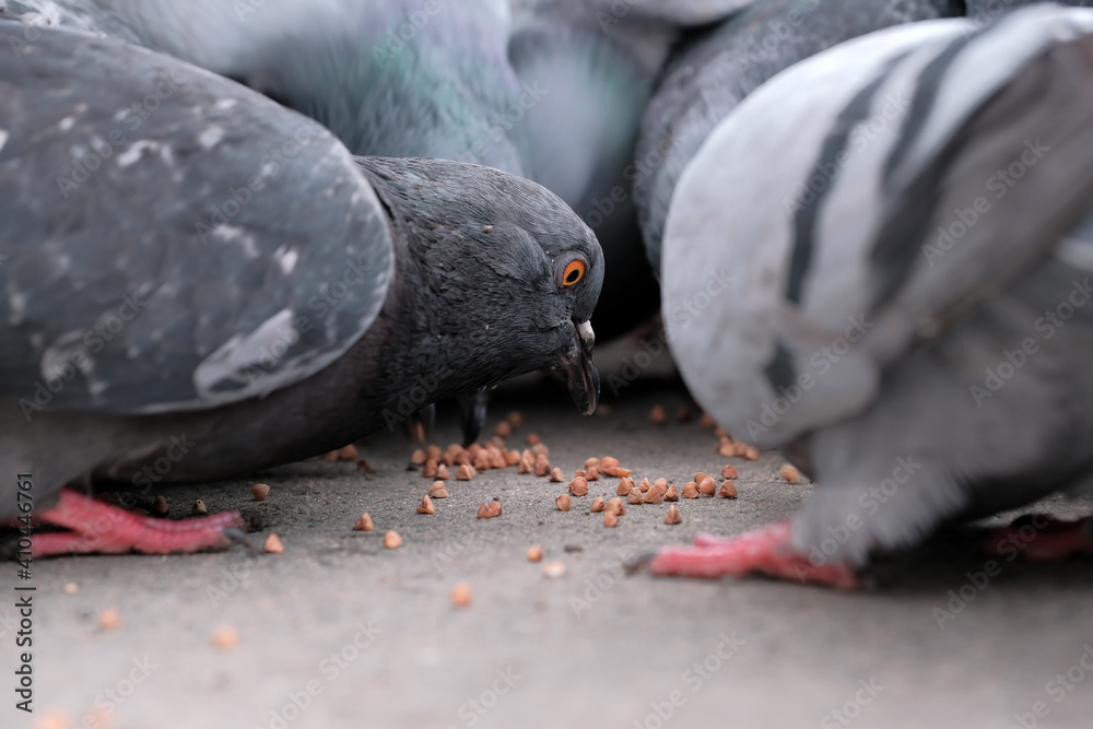 Fototapeta premium Wild city pigeons