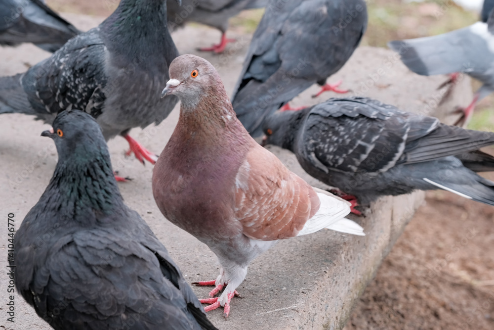 Fototapeta premium Wild city pigeons