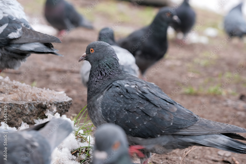 Obraz premium Wild city pigeons