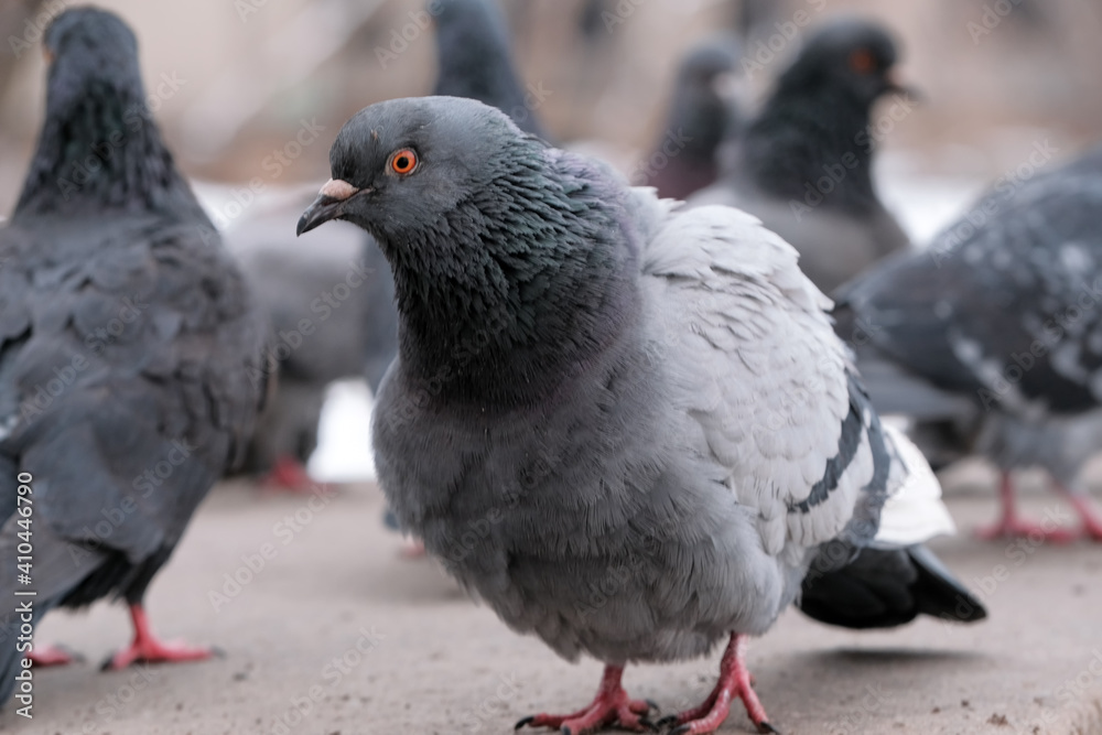Fototapeta premium Wild city pigeons
