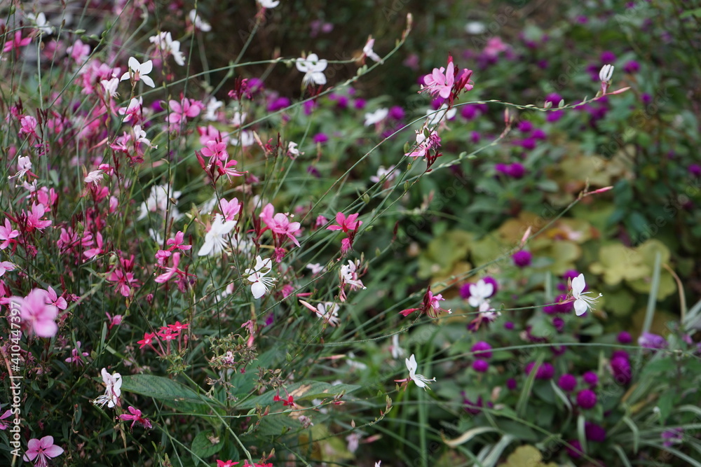 Fototapeta premium Oenothera lindheimeri aka Gaura lindheimeri flower garden - ガウラ ハクチョウソウ フラワー ガーデン 神奈川県 横浜市 