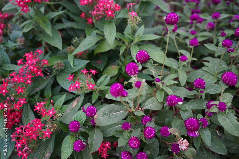 Naklejka premium Dark pink globe amaranth flower, isolated, in the garden - 千日草 ガーデン 横浜 日本