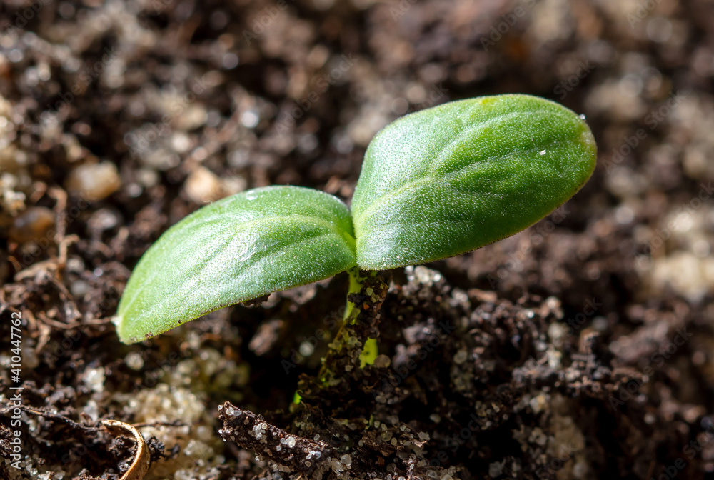 Fototapeta premium A small sprout of a cucumber in the ground.