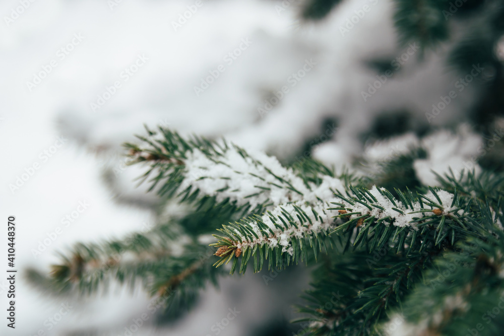 Close up of fir tree branch covered with snow in winter forest. Real winter and Christmas background