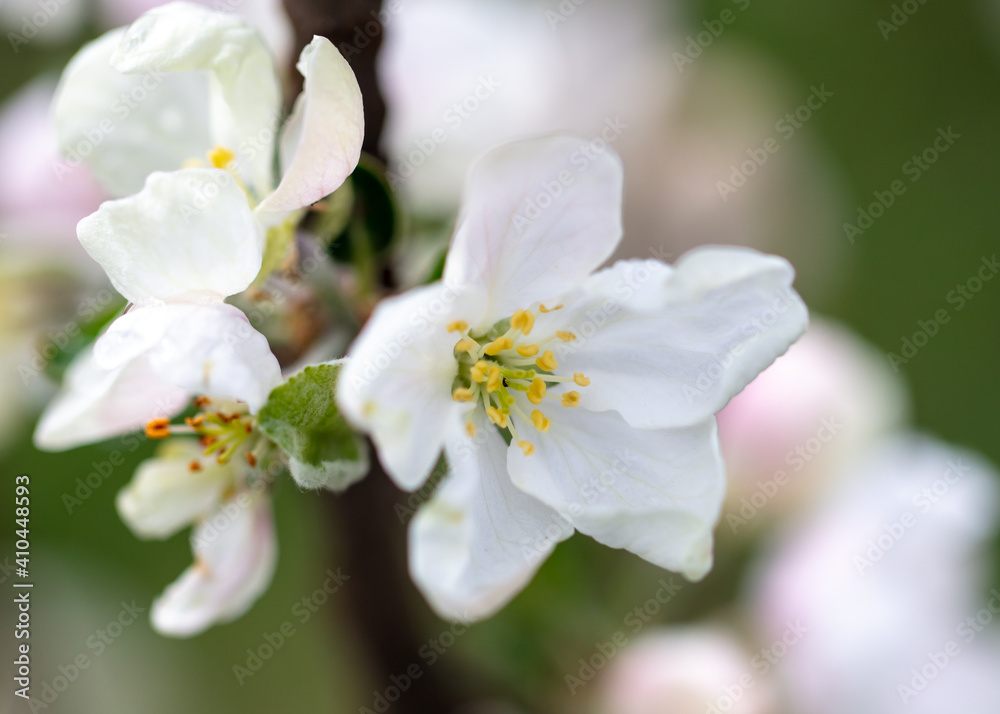 Flowers on branches of an apple tree Flowers on branches of an apple tree
